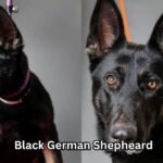 Black German Shepheard