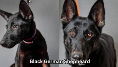 Black German Shepheard