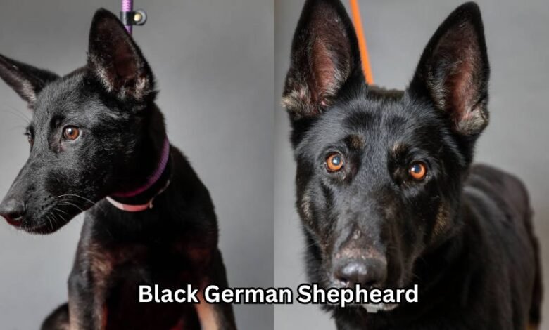Black German Shepheard