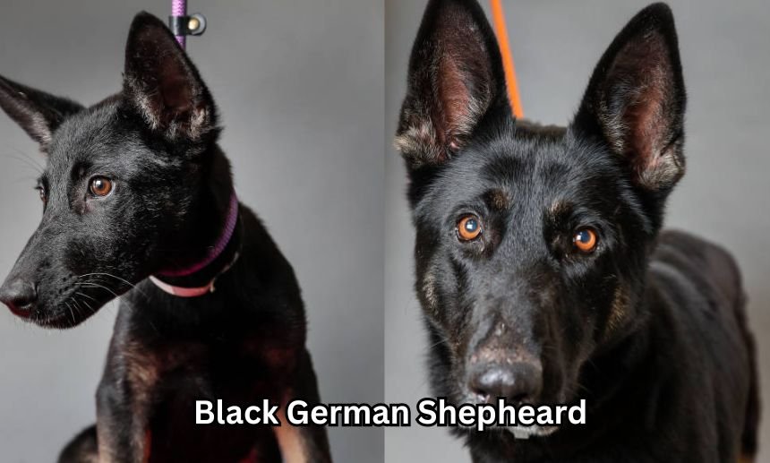 Black German Shepheard
